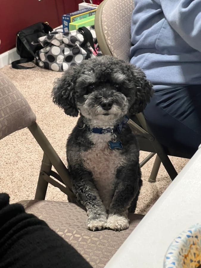 Uploaded Bailey pet photo